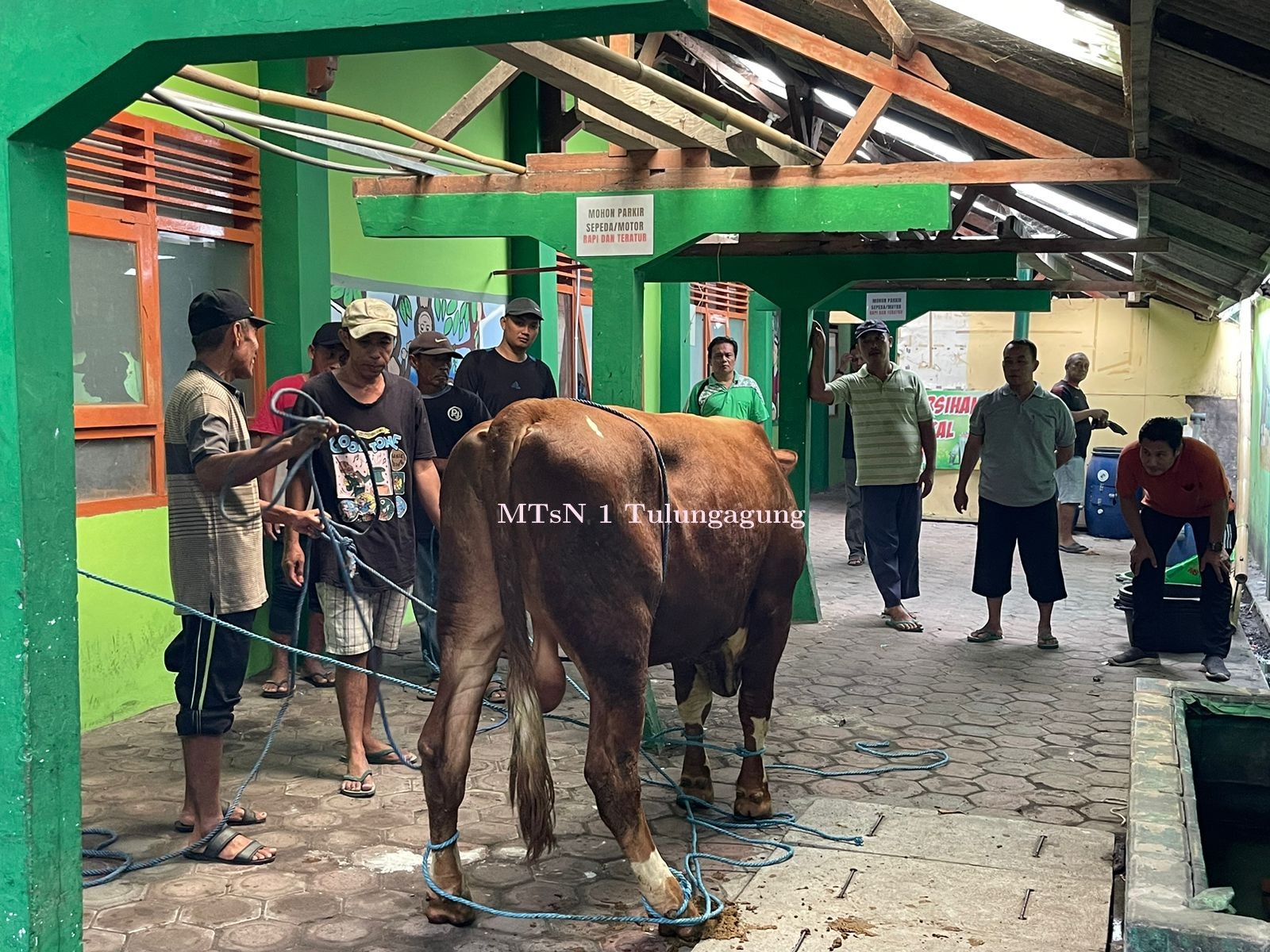 Iduladha, Matsaneta Gelar Penyembelihan Hewan Kurban